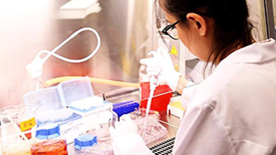 Turkish Scientists have Developed a Cardiac Muscle Tissue
